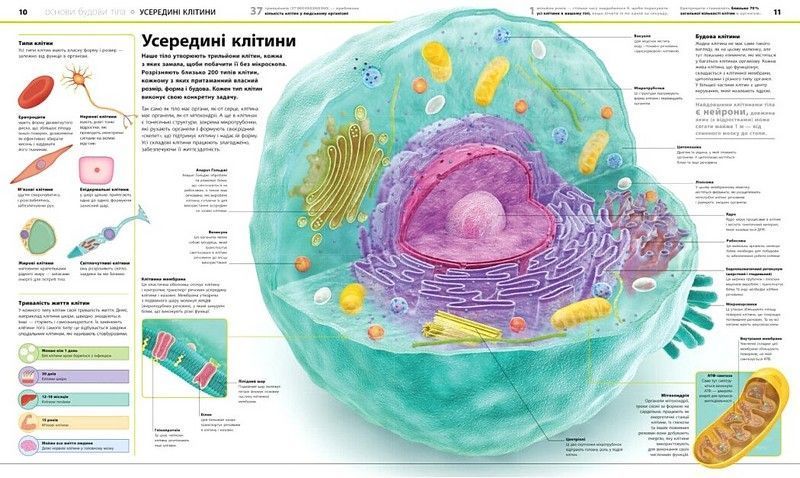 Енциклопедія знань. Тіло людини 1033936 фото