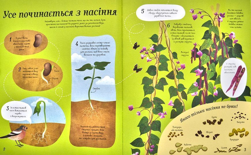 Усе починається з насіння... як росте їжа 163475 фото