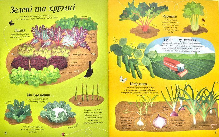 Усе починається з насіння... як росте їжа 163475 фото