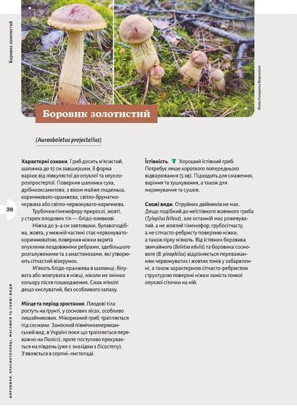 Як і де збирати гриби 1034686 фото
