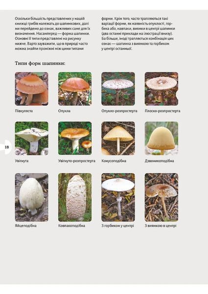 Як і де збирати гриби 1034686 фото