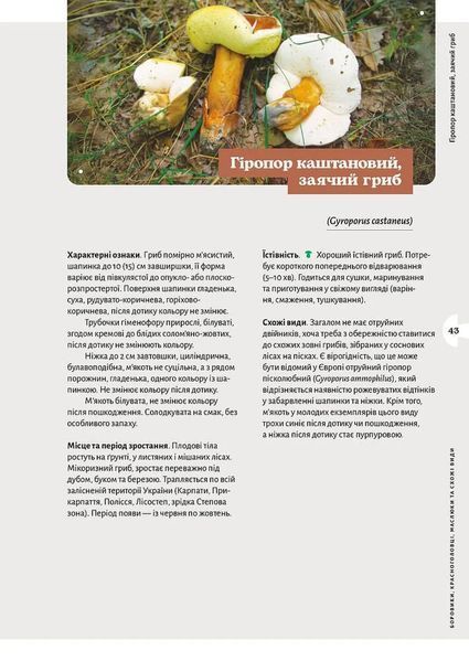 Як і де збирати гриби 1034686 фото