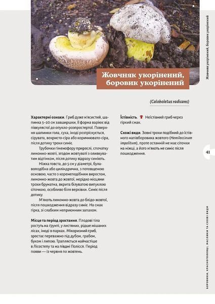 Як і де збирати гриби 1034686 фото