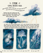 Дива навколо: Маленькі дива природи 1024321 фото 6