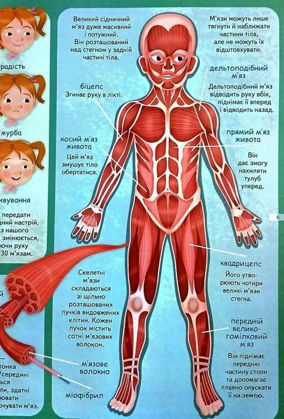 Тіло людини. Енциклопедія. Понад 250 фактів 1046144 фото
