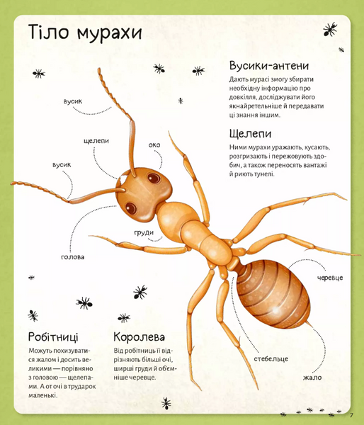 Світ мурах 1026023 фото