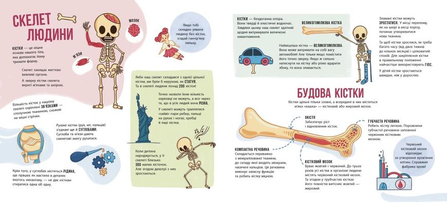 Енциклопедія з віконцями: Скелети і кістки 1022655 фото