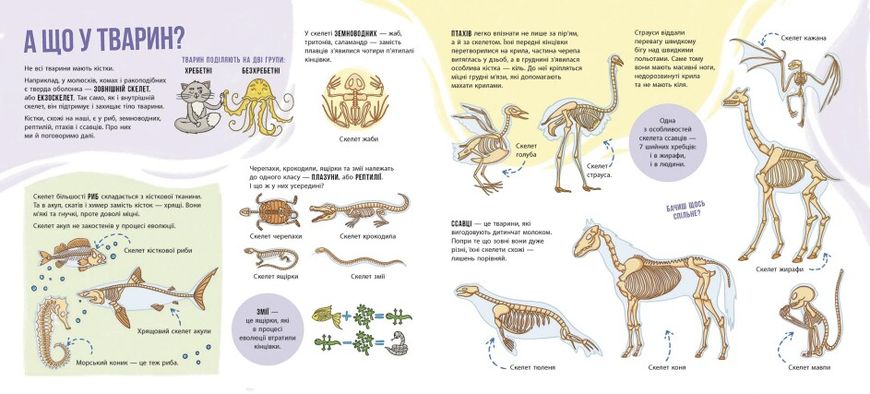 Енциклопедія з віконцями: Скелети і кістки 1022655 фото