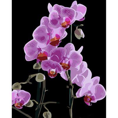 Картина за номерами Strateg ПРЕМІУМ Вишукана орхідея на чорному фоні 40х50 см (AH1044) 1023669 фото