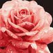 Картина за номерами Досконала троянда 40х40 см КНО3236 1024311 фото 1