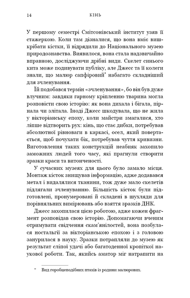 Кінь 1030139 фото