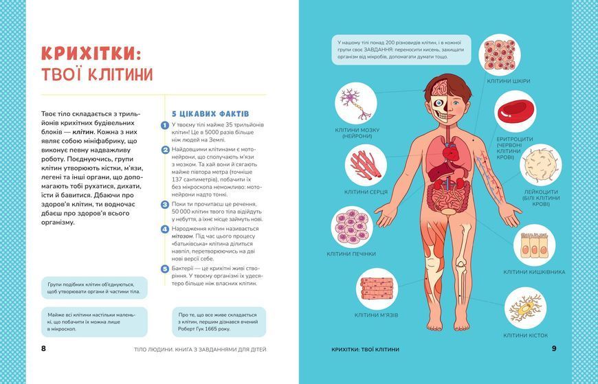 Тіло людини. Розвивальні завдання для дітей 1019800 фото