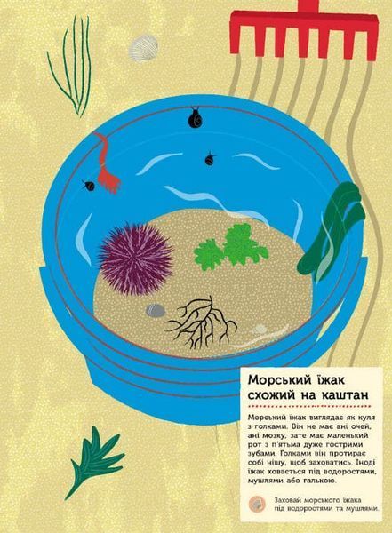 Моя книга природи. На березі моря 162057 фото