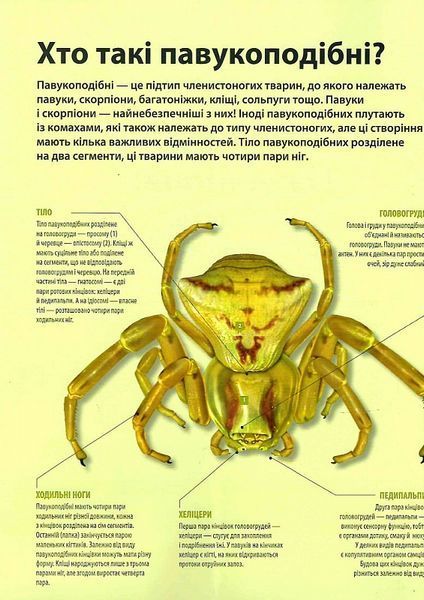 Велика книга комах 1021272 фото