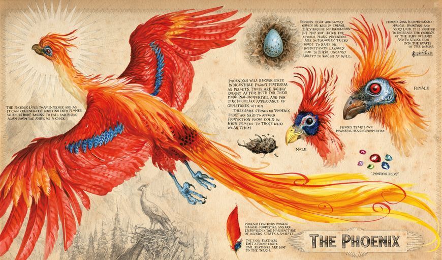 Harry Potter and the Chamber of Secrets Illustrated Edition 1023551 фото