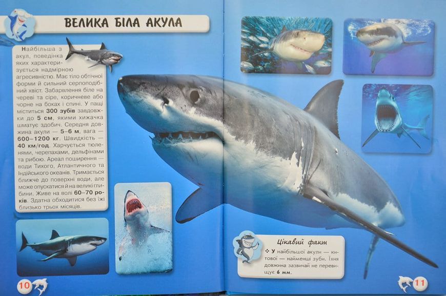 Акули. Світ навколо нас 166758 фото