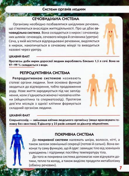 Світ навколо нас. Тіло людини 1005668 фото