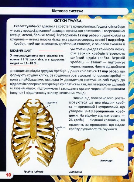 Світ навколо нас. Тіло людини 1005668 фото