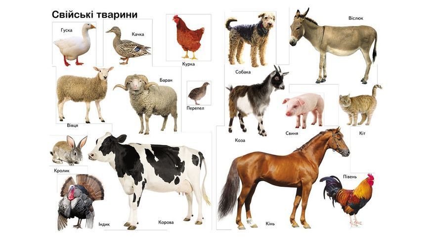 Перші знання малюка. 370 малюнків 1029265 фото