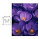 Картина по номерах Bookopt Крокуси 40х50 (BK1413) 1011563 фото 12
