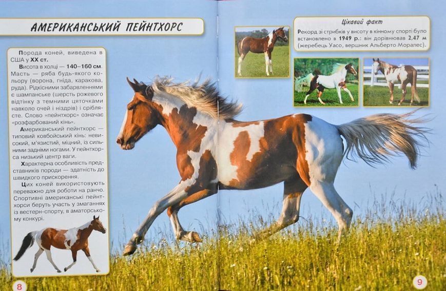 Світ навколо нас. Коні 167863 фото