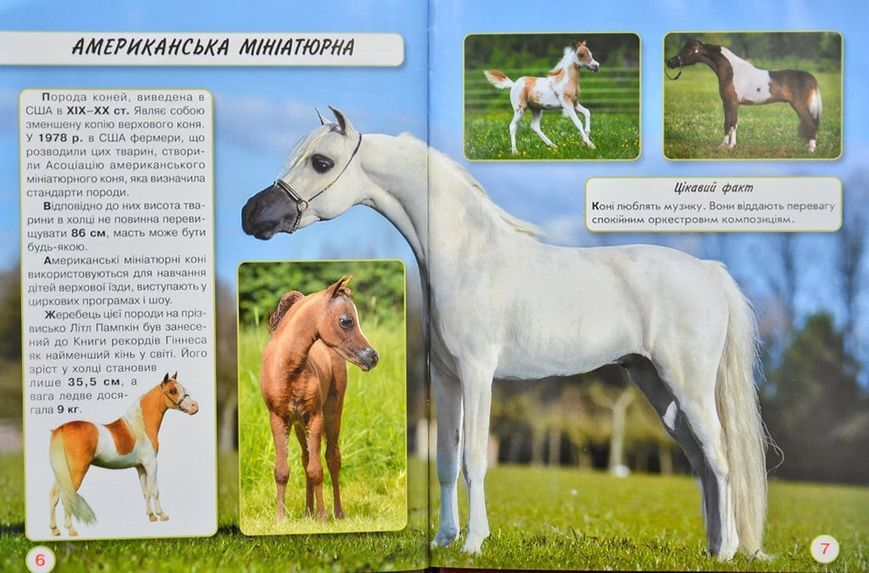 Світ навколо нас. Коні 167863 фото