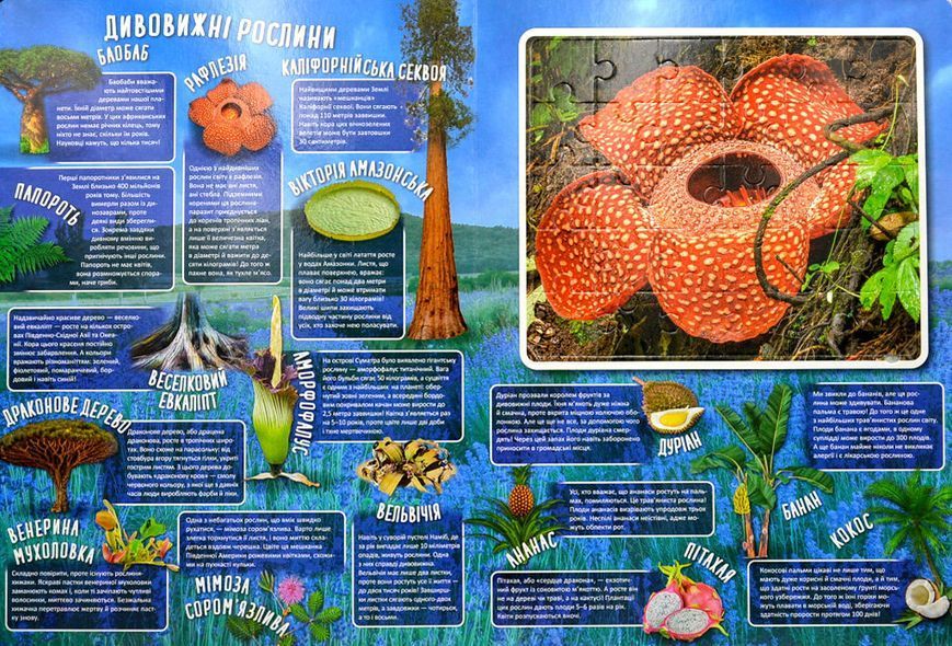 Дивовижний світ 1014105 фото